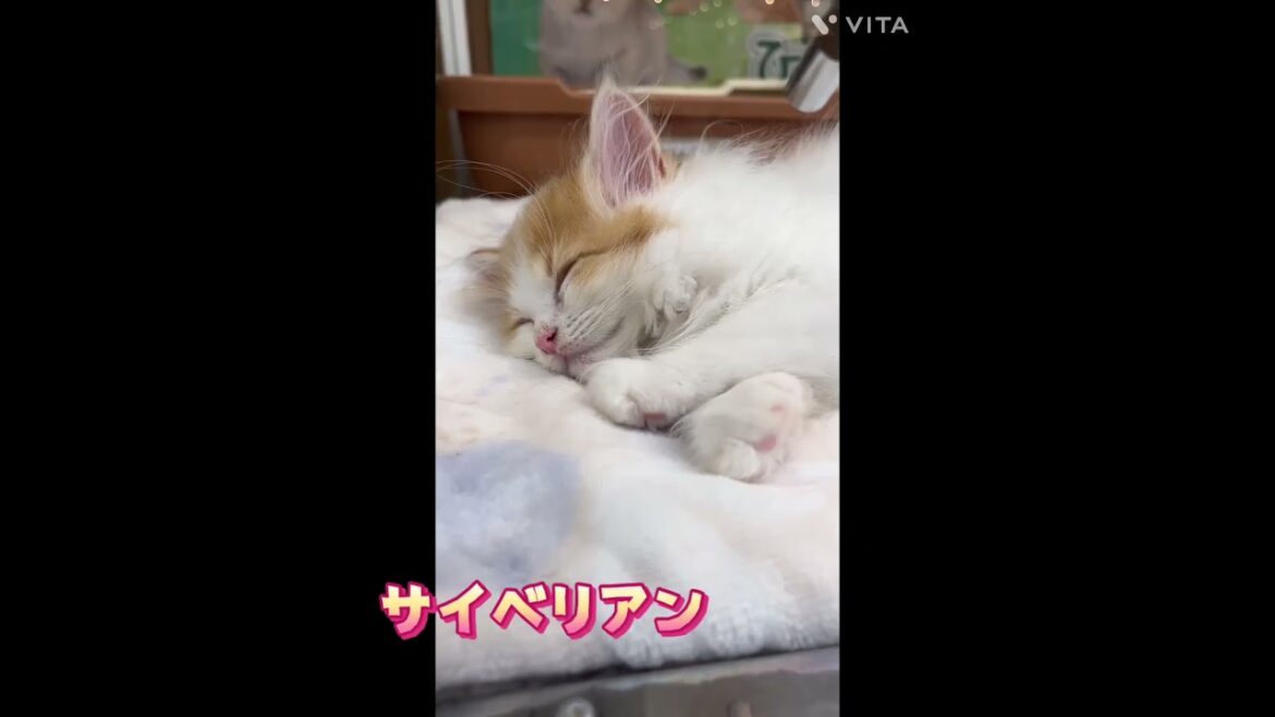 【ひごペットフレンドリー】きょうのおひるね【和歌山店】