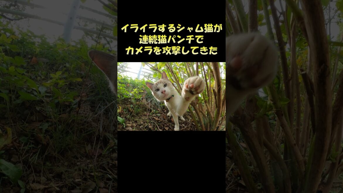 イライラするシャム猫が連続猫パンチでカメラを攻撃してきた #猫 #ねこ #cat イライラするシャム猫が連続猫パンチでカメラを攻撃してきた #猫 #ねこ #cat