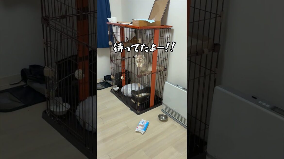 【朝の儀式】必死な顔　#子猫#ペルシャ#猫 #cat#persia#kitten