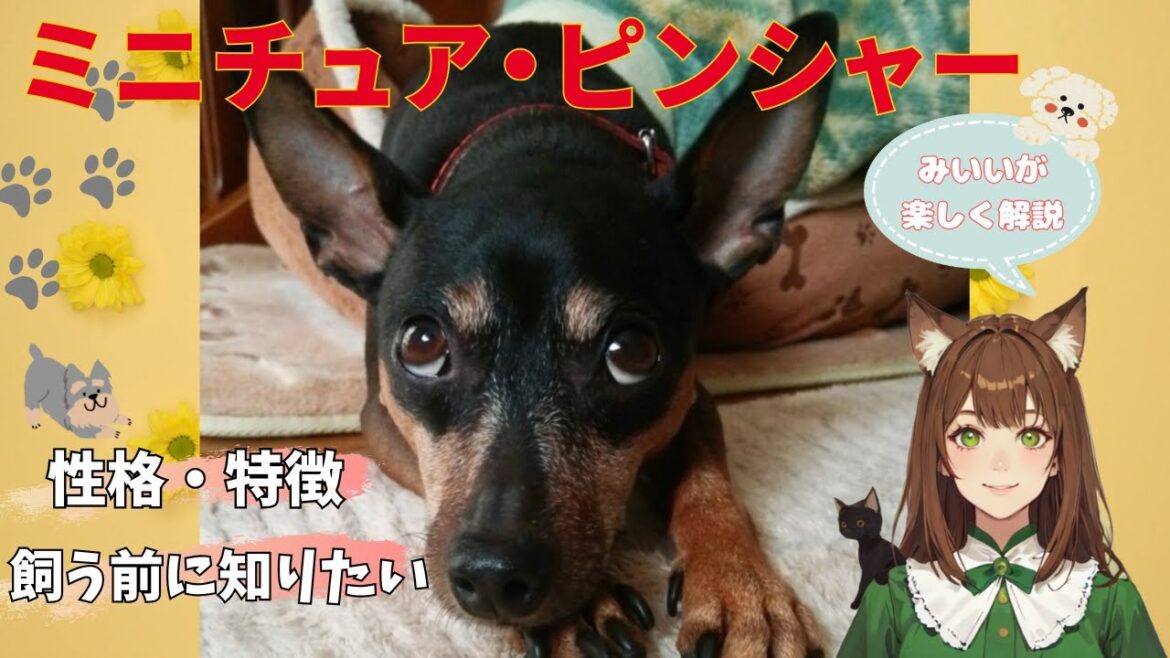 【ミニチュア・ピンシャー】の性格や特徴、歴史や飼い方のポイント完全ガイド！ミニチュア・ピンシャーとの最高の暮らし方を「みいい」が楽しく解説♪#犬  #わんこラボ  #ミニチュアピンシャー