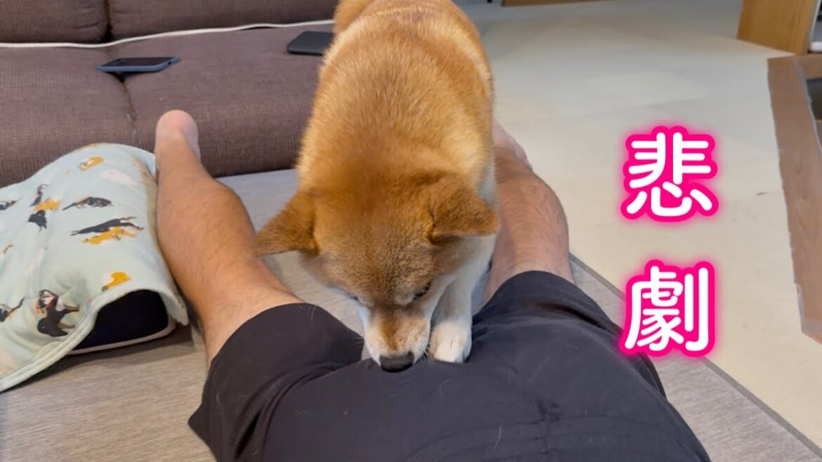 ママの真似をしてマッサージをするようになった柴犬が暴走してとんでもないことになりました…