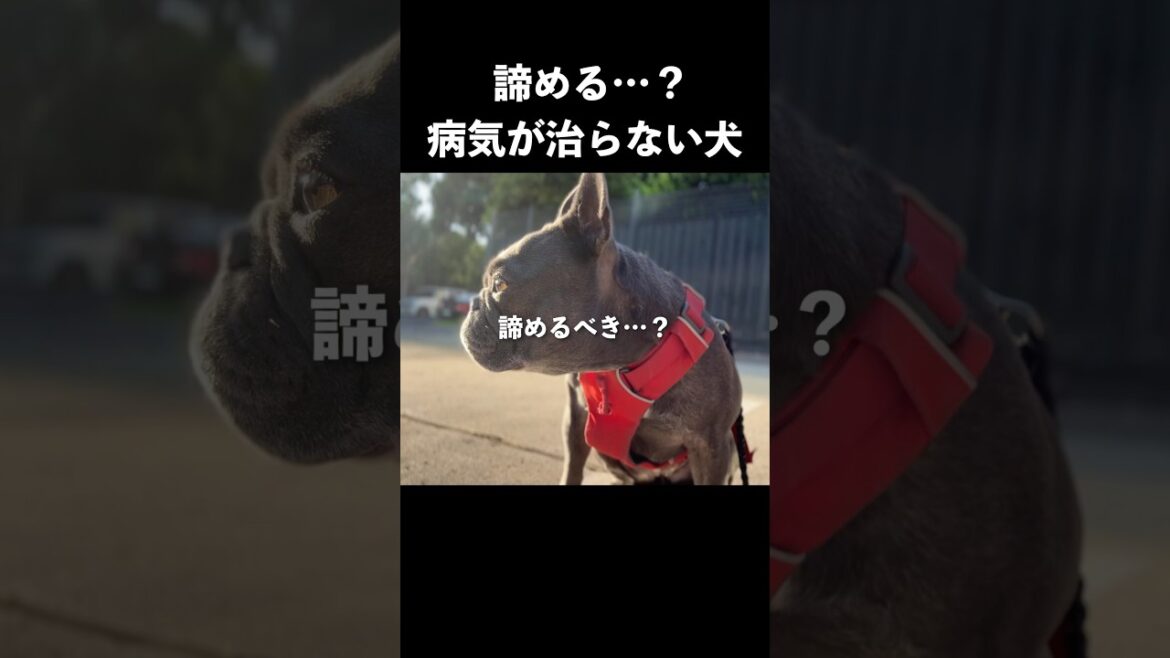 【感動】病気が治らない愛犬の結末 【感動】病気が治らない愛犬の結末