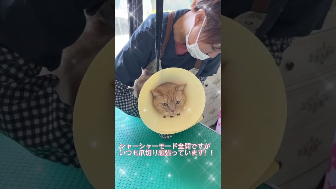 ブラッシングコースご利用☆彡ブリティッシュショートヘアー　さくらちゃん #猫のいる暮らし #cat  #短毛