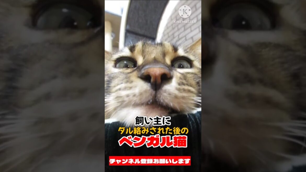 【ベンガル猫】飼い主にダル絡みされた後のベンガル猫 #ベンガル猫 #猫