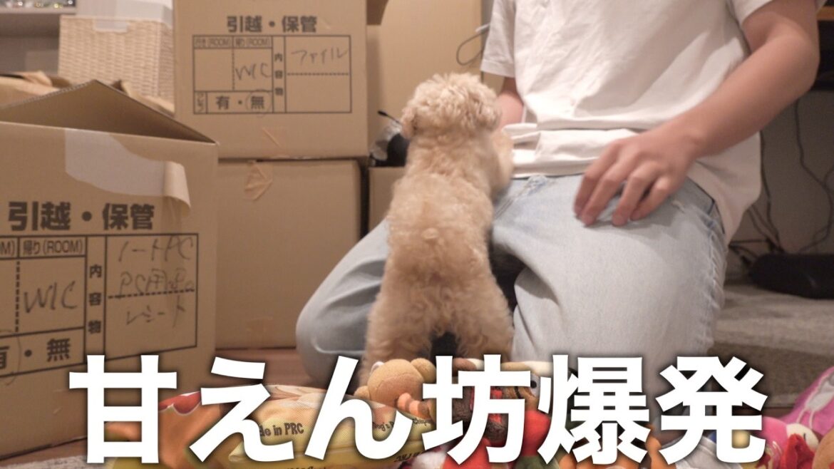 【新居公開】超甘えん坊トイプードルがいる家で引越し作業をするとこうなります 【新居公開】超甘えん坊トイプードルがいる家で引越し作業をするとこうなります