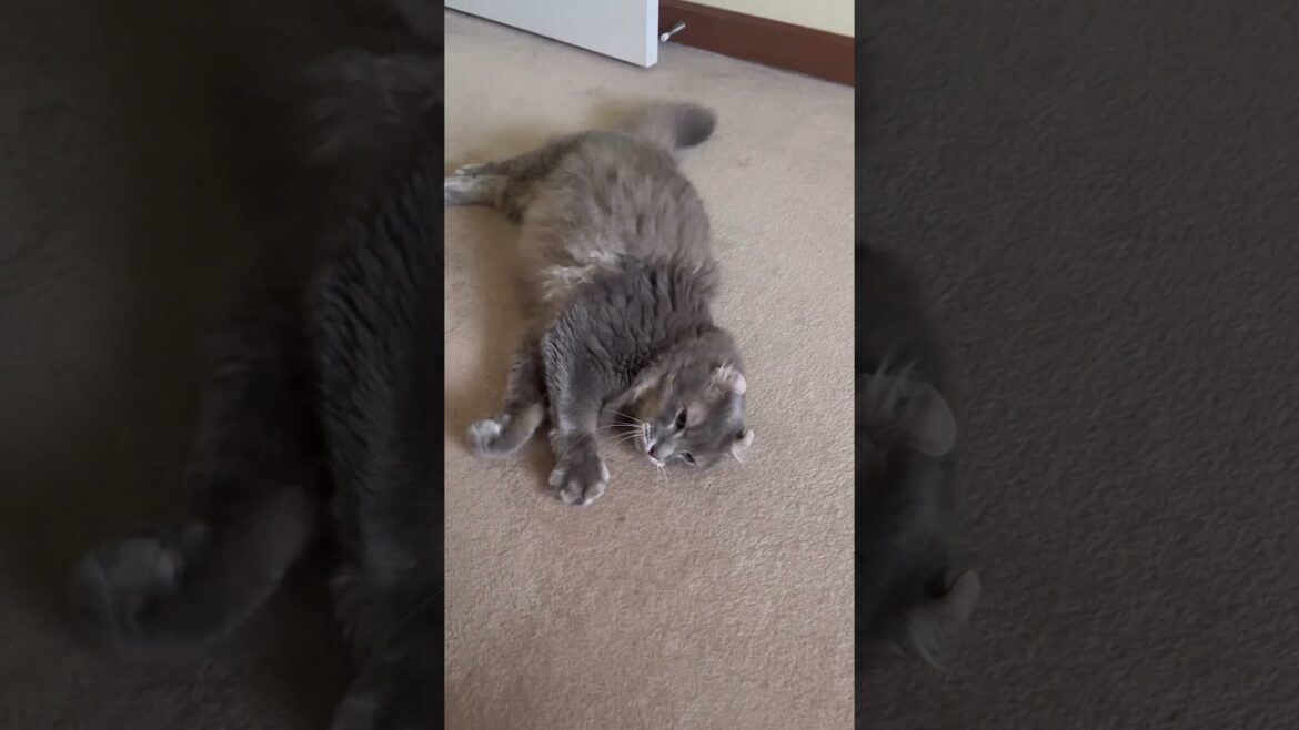 モーニング #ねこ動画 #アメリカンカール #ねこのいる生活