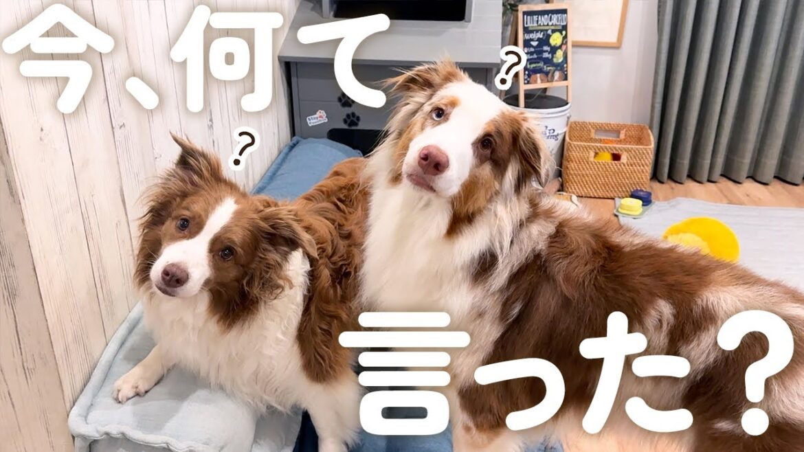 遊んでる途中に突然話しかけたら犬達の反応が可愛すぎました😂【ボーダーコリー・オーストラリアンシェパード】