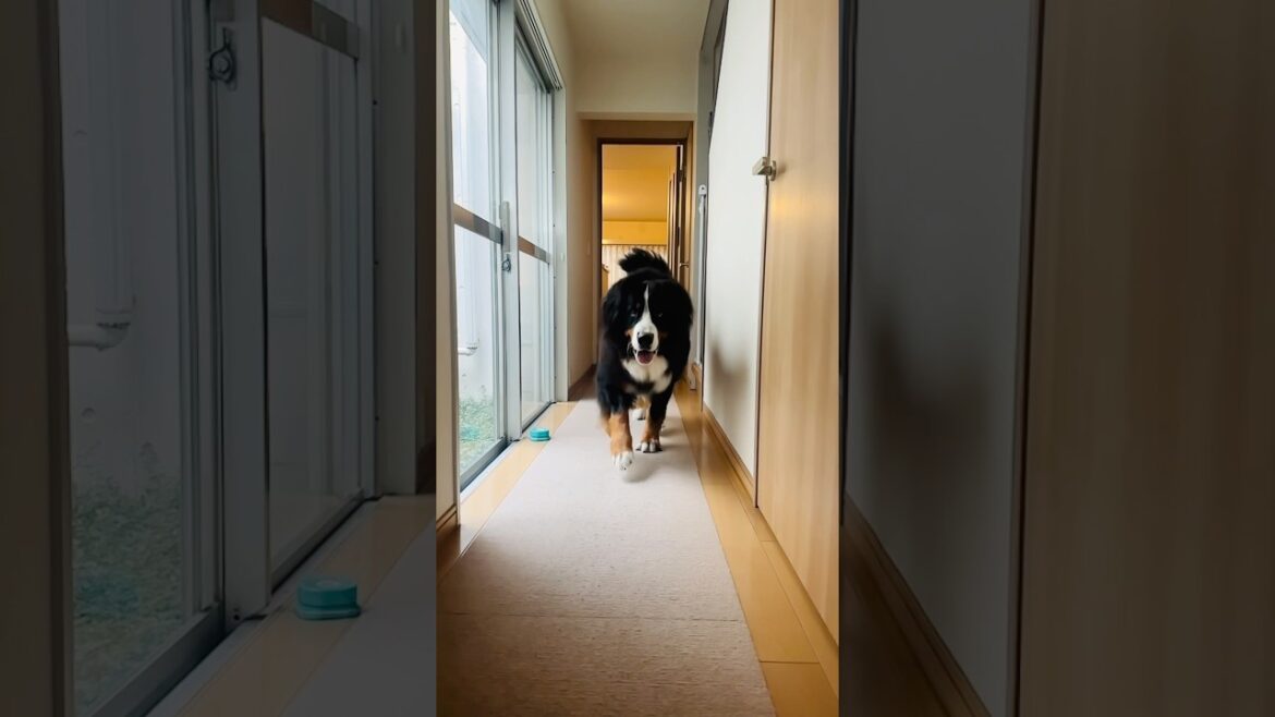 暑い日は廊下がドッグラン‼️おうちダッシュするバーニーズ🐾