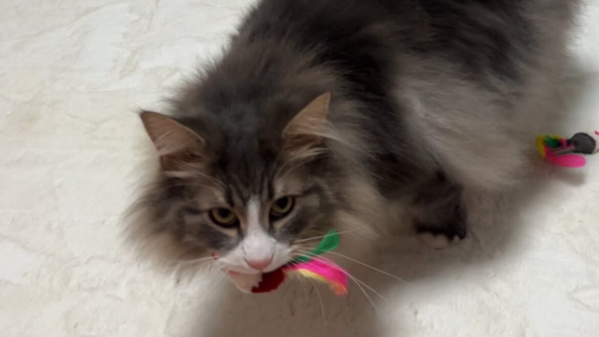 【捕獲⁉︎】ネズミさんの捕獲の仕方が独特すぎる、ノルウェージャンフォレストキャット♡