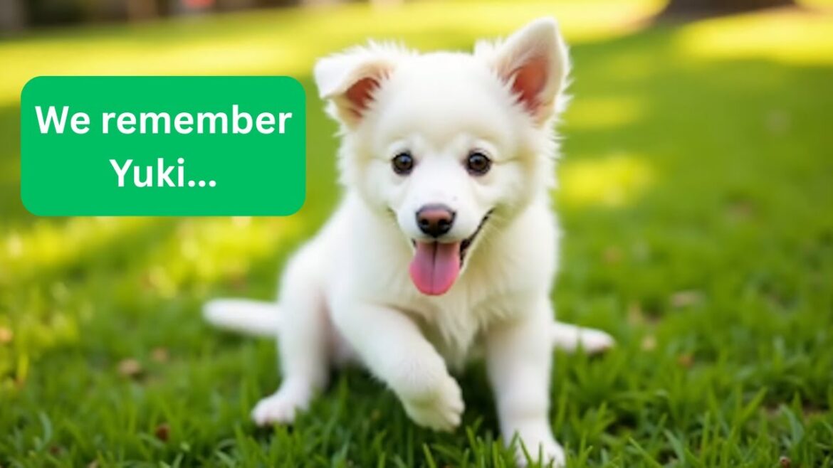 In Loving Memory of Yuki | Dog Tribute by HeavenlyTail