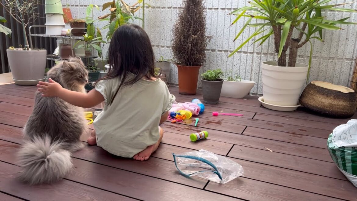 幼児の親友のように振舞う猫　サイベリアン