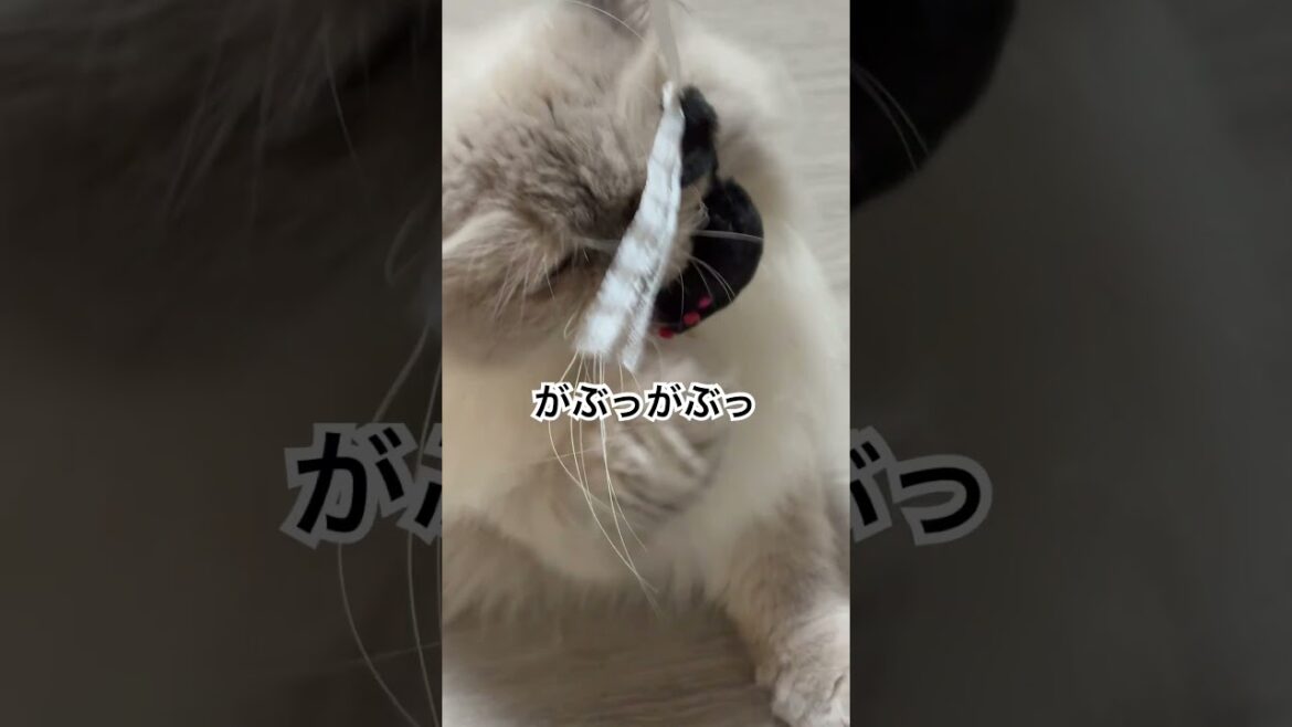 即席おもちゃで遊ぶヒマラヤンのマーベル🐈🐾 #cat #猫好きさんと繋がりたい #猫のいる暮らし #happy #shorts # #music #元気になる動画