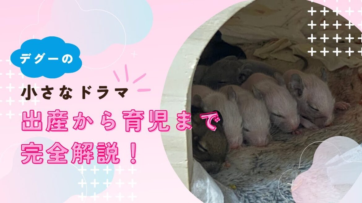 デグーの小さなドラマ出産から育児まで徹底解説!!#degu #degu #デグー デグーの小さなドラマ出産から育児まで徹底解説!!#degu #degu #デグー