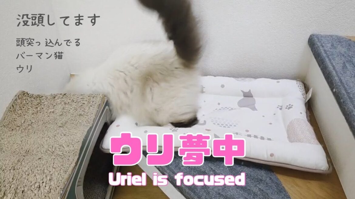 バーマン猫ウリ【ウリ夢中】Uriel is focused（バーマン猫）Birman/Cat