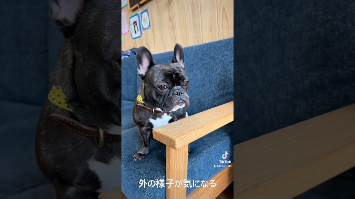 外の様子が気になるほたる。#フレンチブルドッグ #frenchbulldog