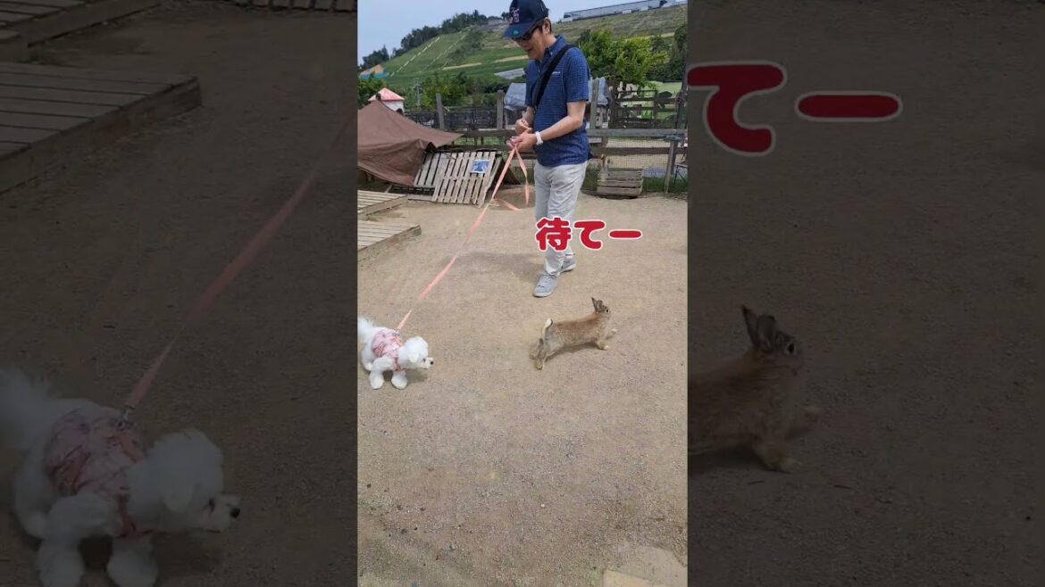 うさぎと追いかけっこする犬マルチーズ #シニア #puppy #マルチーズ #犬のいる生活 #ペット #可愛い #子犬 #愛犬＃散歩＃ヴィトン＃もも＃走る＃おやつ＃公園＃動物園＃遊ぶ＃かわいい＃癒し