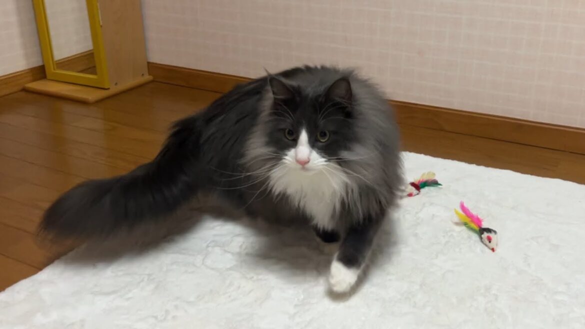 【ミッション‼︎】回収上手でこだわり強めな末っ子ターキッシュアンゴラ!!!♡ 【ミッション‼︎】回収上手でこだわり強めな末っ子ターキッシュアンゴラ!!!♡