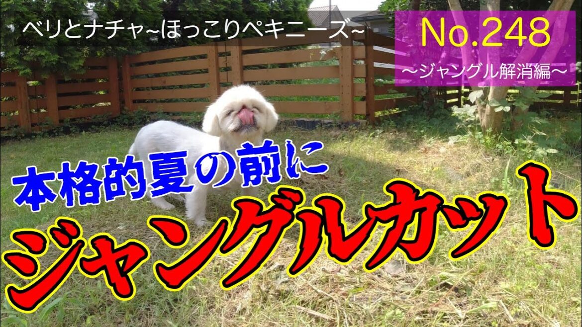 248『ジャングル解消編』【ベリとナチャ ほっこりペキニーズ】【#ペキニーズ #癒し #犬】