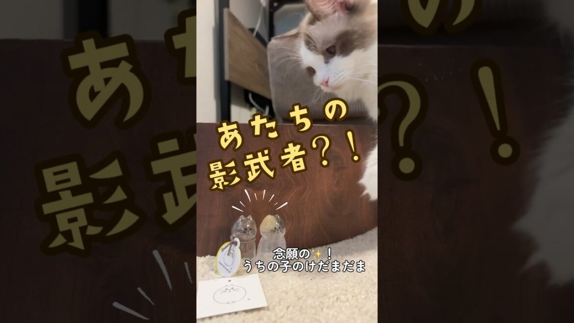 大人気”うちの子のけだまだま”と対面した猫の反応が面白すぎた#ラグドール #猫 #うちの子のけだまだま #けだまだま