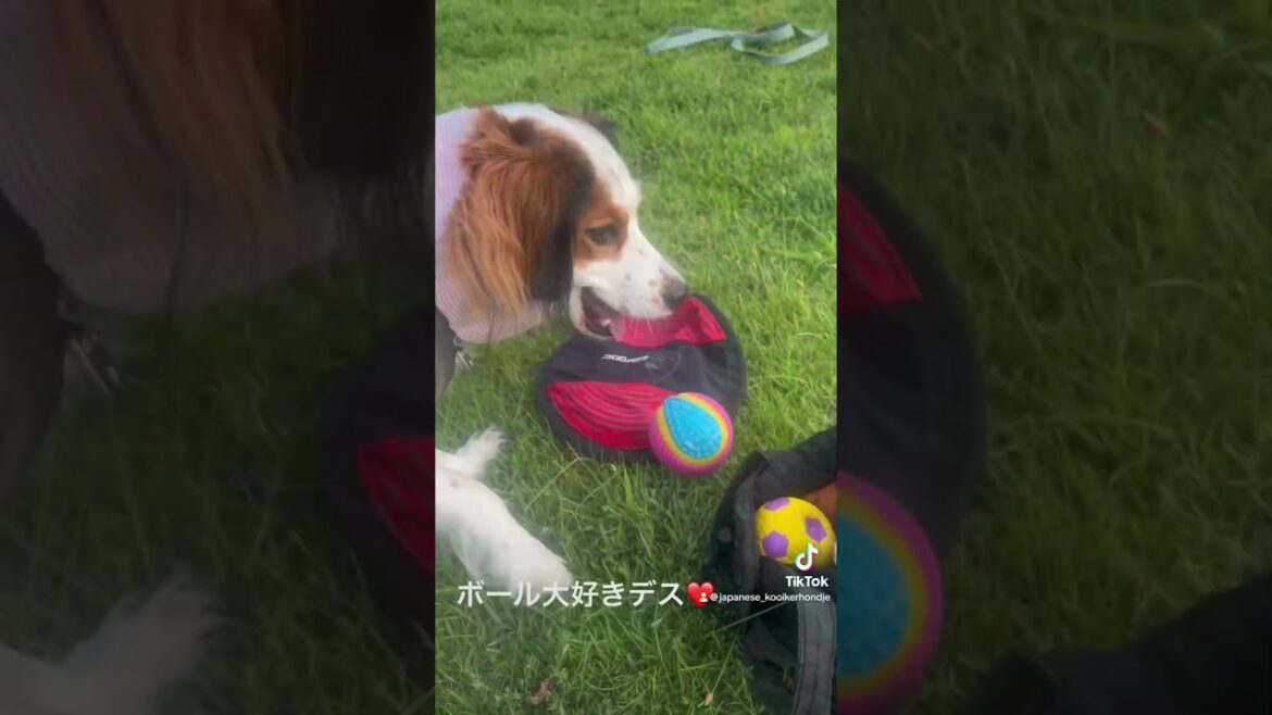 ボール大好き#コーイケルホンディエ #大谷翔平 #デコピン