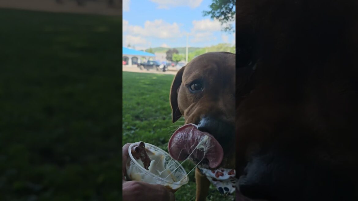 Hooman, may i have another? 🐶🐾🧡 #cute #labradorretriever #dogs #shorts #foryou #funny #dogshorts