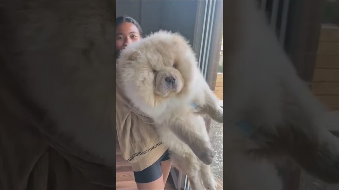 チャウチャウさん見て癒やされたら寝ろwww #動物 #イヌ #チャウチャウ チャウチャウさん見て癒やされたら寝ろwww #動物 #イヌ #チャウチャウ