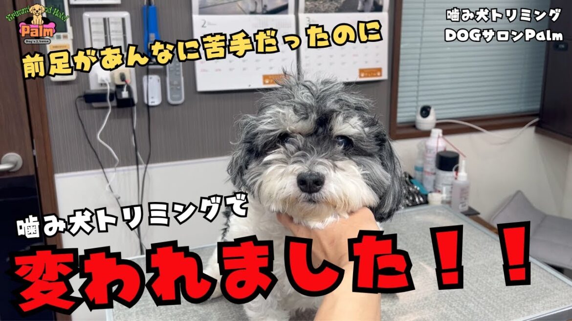 【麦に会いに来てくれました】チワワ×シュナウザーの噛み犬トリミング!! 【麦に会いに来てくれました】チワワ×シュナウザーの噛み犬トリミング!!