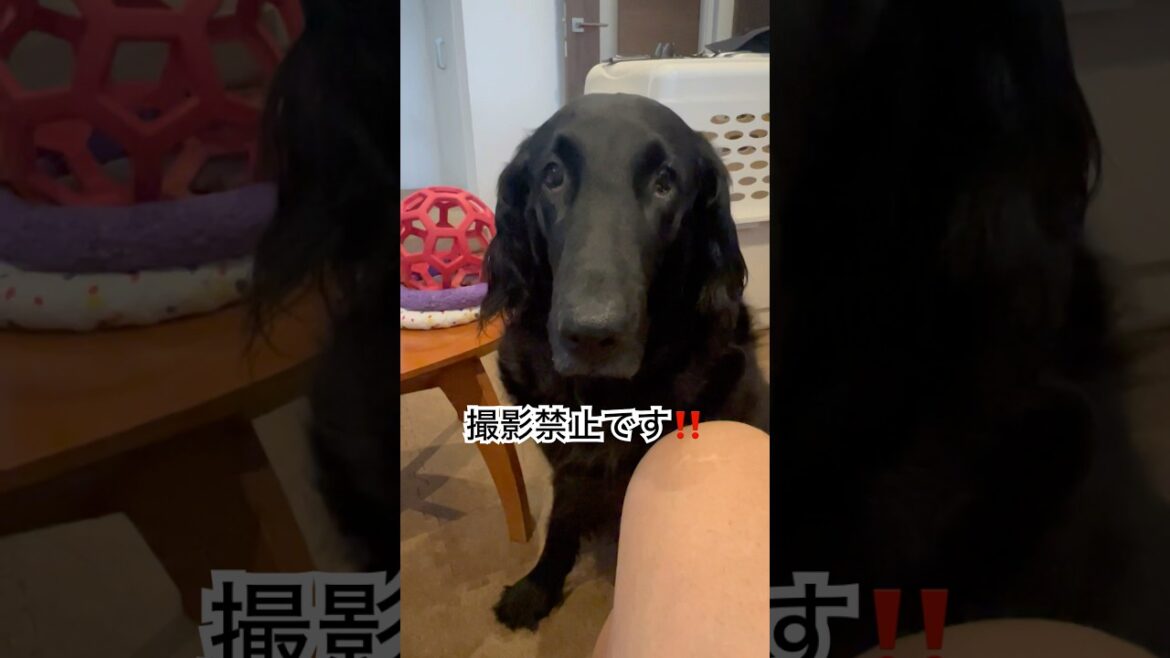 撮影禁止？#flatcoatedretriever #フラットコーテッドレトリバー #撮影