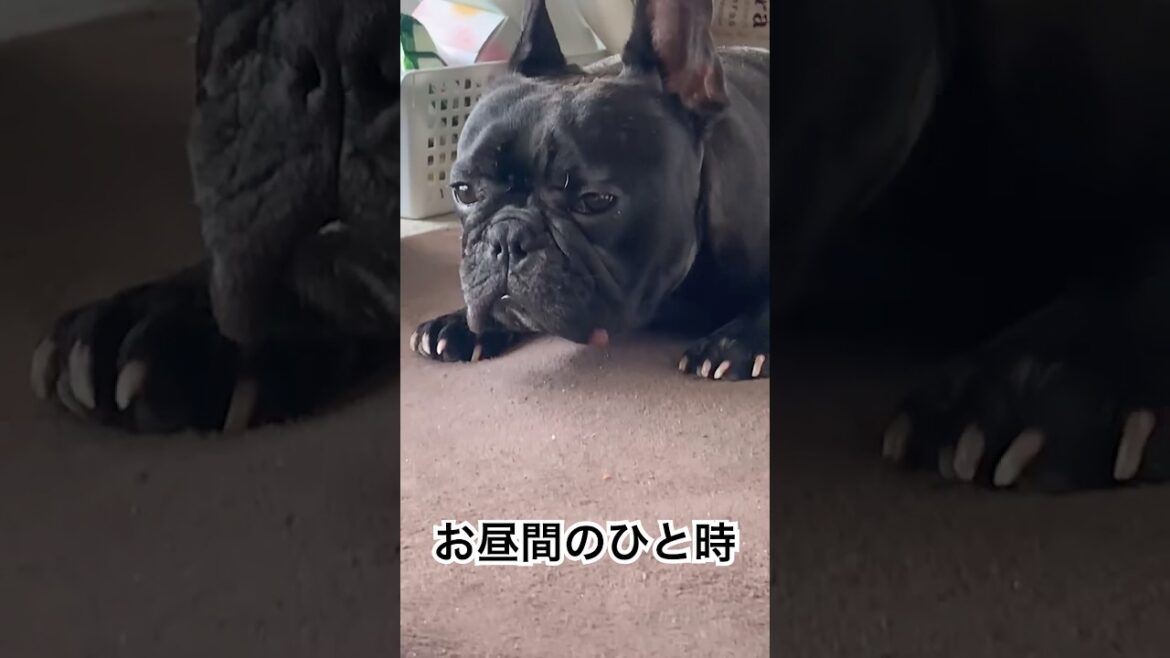 【お昼間の凛さん】フレンチブルドッグお昼間の様子🐶#frenchbulldog #frenchbulldoglife #frenchie #shorts 【お昼間の凛さん】フレンチブルドッグお昼間の様子🐶#frenchbulldog #frenchbulldoglife #frenchie #shorts