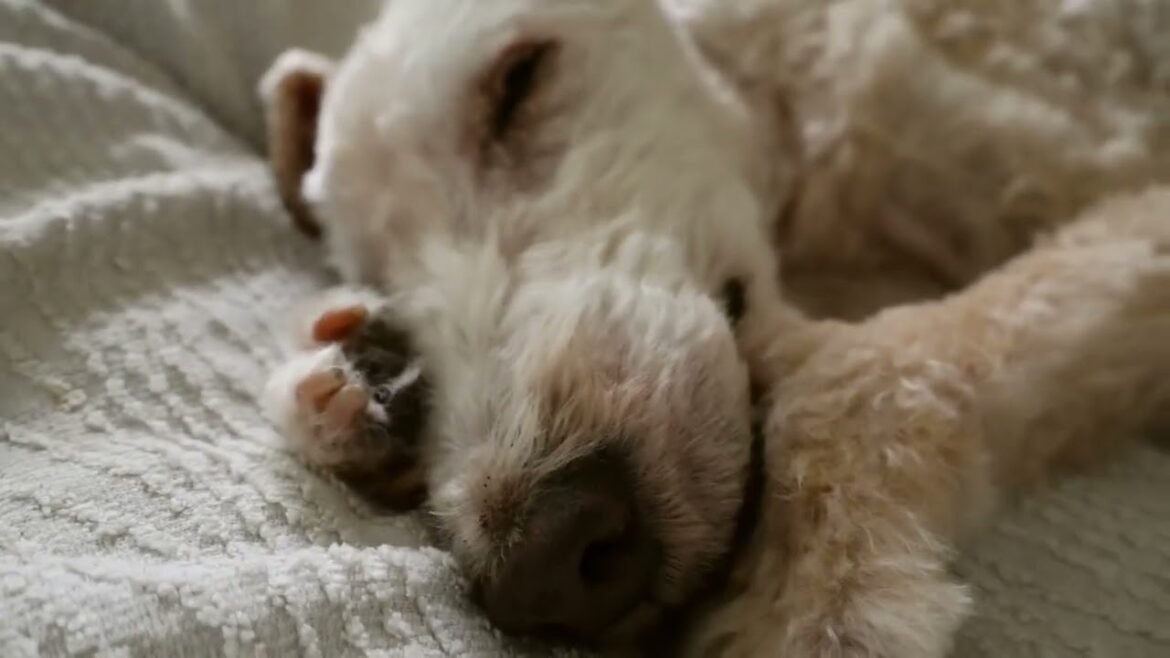 短くなったレークランドテリア