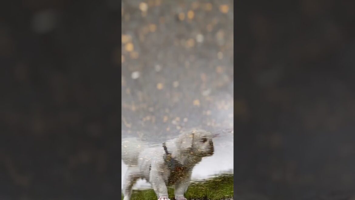 Hikaru Utadaの歌に白いペキちゃんをのせてみた♪8