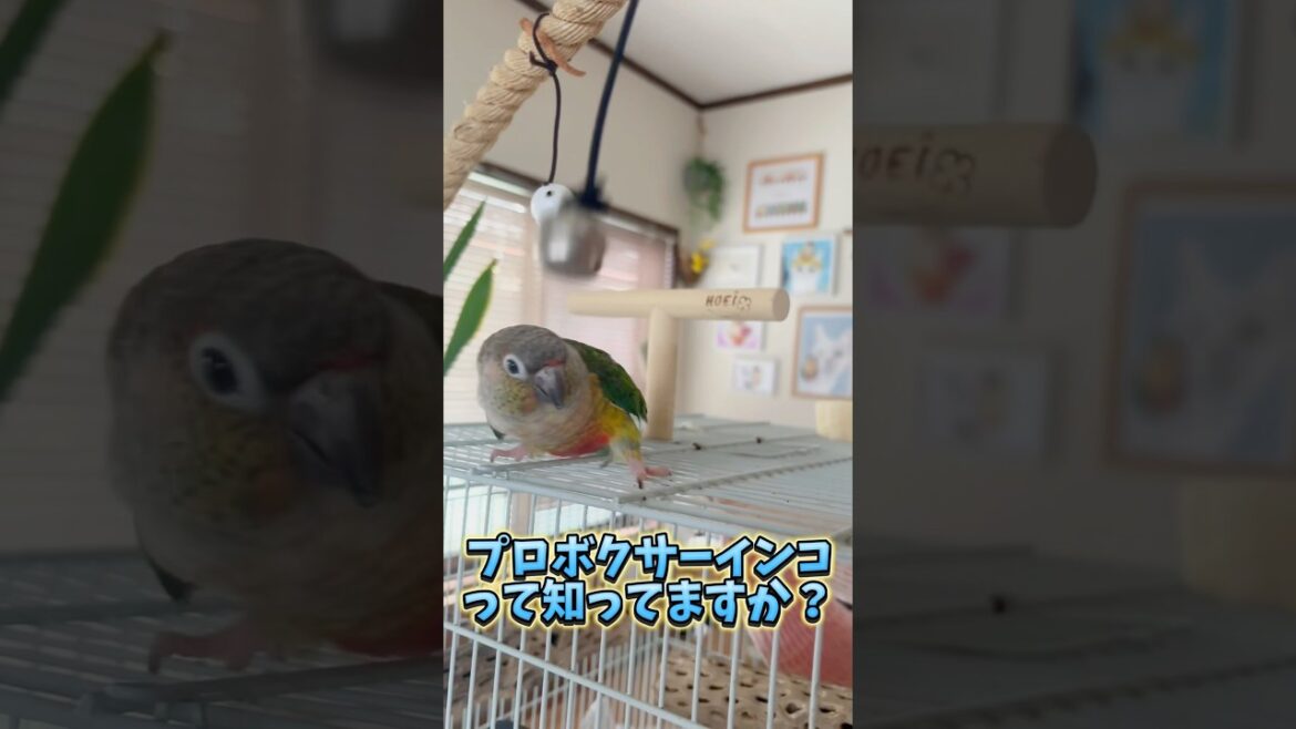 ボクサーインコって知ってる？🥊【ウロコインコのぽぽ】