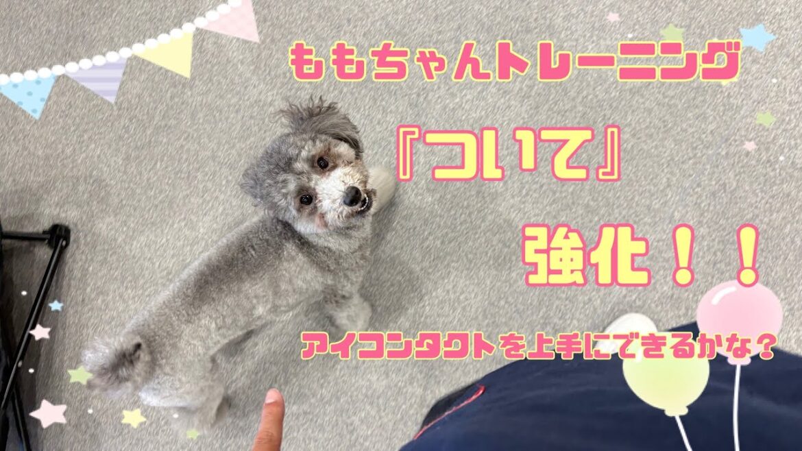 【犬の幼稚園】ももちゃんついての強化！！(万代店)