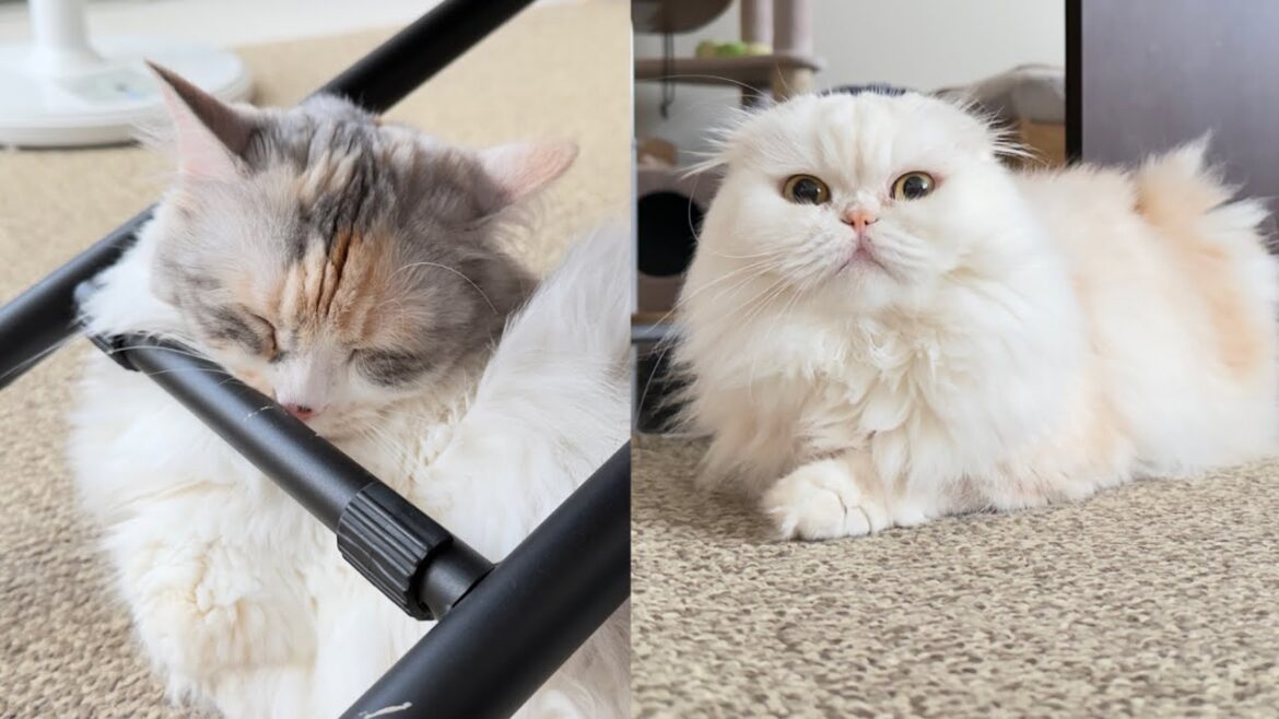 意外と猫たちは自由気ままに1泊２日のお留守番をしてました