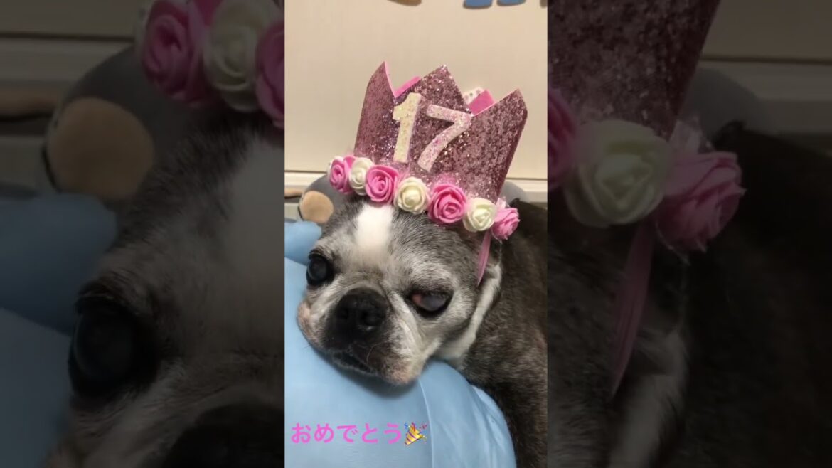 17th birthday 　17歳の誕生日　#ボストンテリア　#犬　#17歳　#誕生日　#bostonterrier  #dog