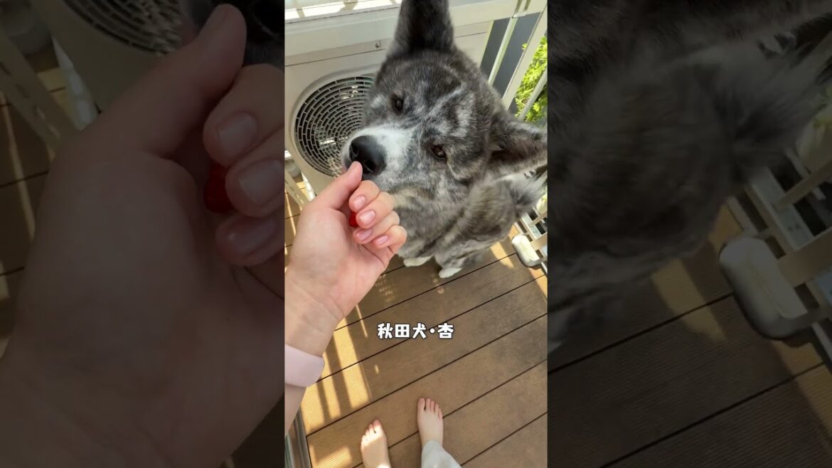 それぞれの家庭菜園いちごの食べ方【チャウチャウ・秋田犬・ボーダーコリー・ラブラドールレトリバー】【多頭飼い】【大型犬】＃Shorts