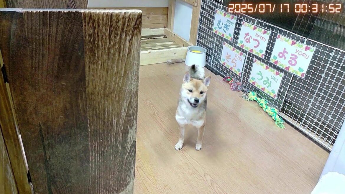 柴犬なつ！子育て生配信【生後308日】首輪が無くても画面越しに判別できる皆様凄い！