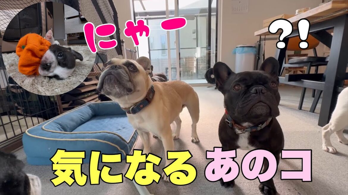 【フレブル7頭多頭飼い】わが家なりの下のコお迎え時、気をつけていることはこちら