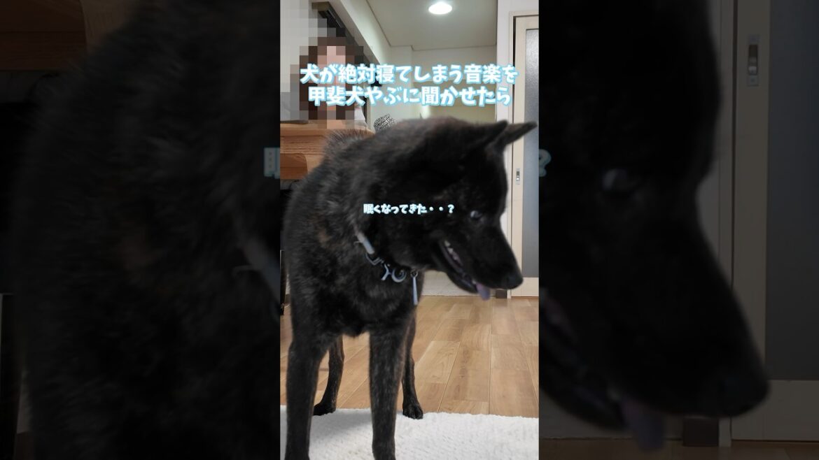 【検証】甲斐犬やぶに犬が寝てしまう音楽を聴かせてみた！#ペット #犬 #甲斐犬 #いぬのいる生活 #甲斐犬やぶ