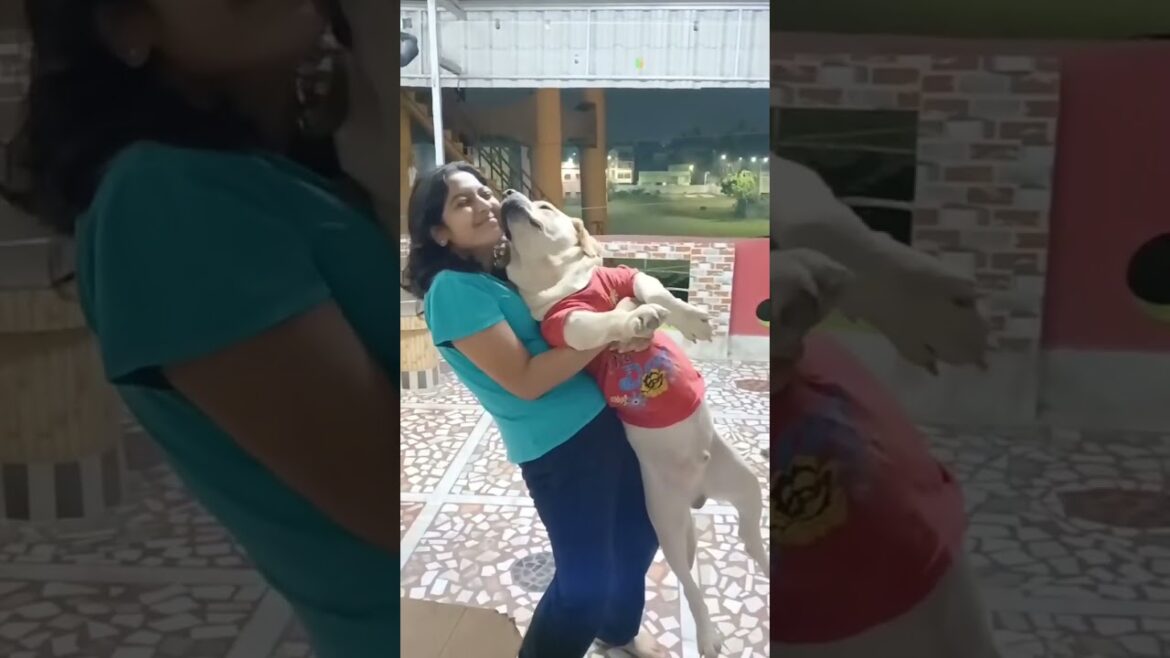 Puppy Lover #pets