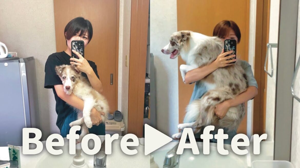 【 before▶︎after 】約1年前のエルさんを振り返ってみました｜25歳女性 × ボーダーコリーの日常