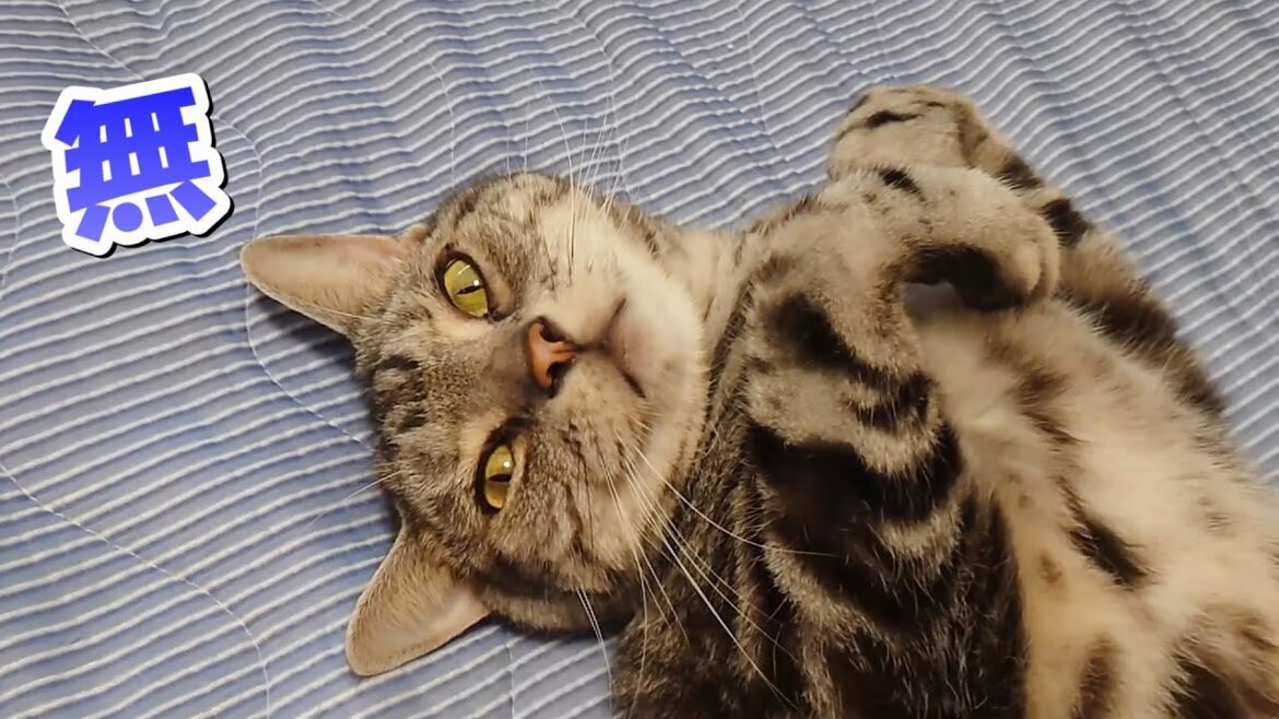 無の表情とふわふわおなか（アメリカンショートヘア）