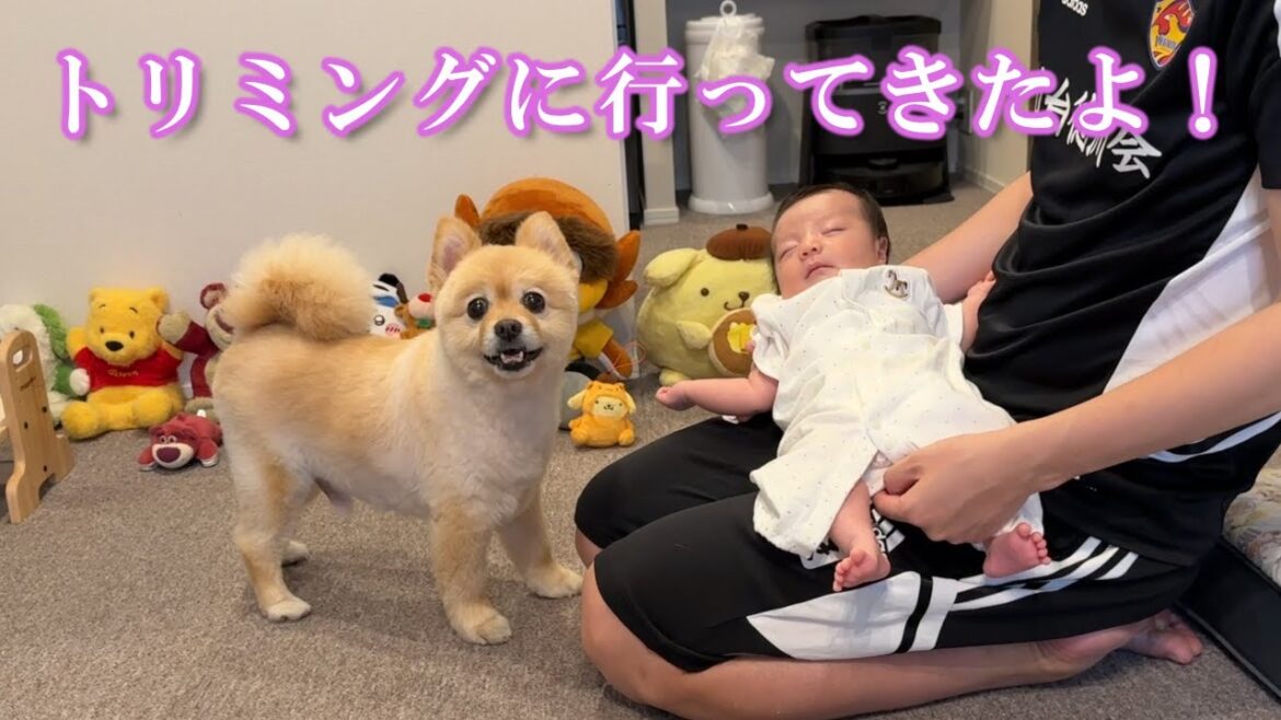 赤ちゃんにカッコよくなった姿をお披露目するポメラニアンが可愛い…笑