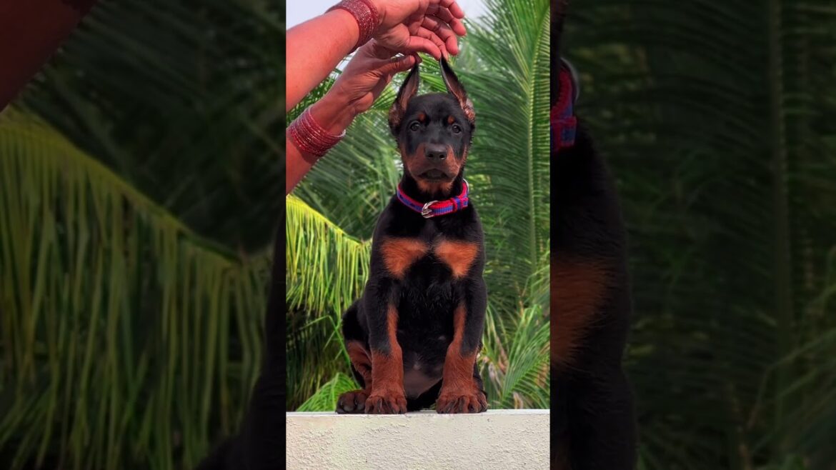 Growing up so fast 😍✨  #europeandoberman #doberman
