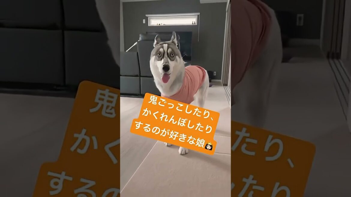 いつもお留守番してくれてる娘に感謝#シベリアンハスキー #赤ちゃん #dog #husky #siberianhusky #huskylife #癒し #puppy #お留守番 #shorts #子犬