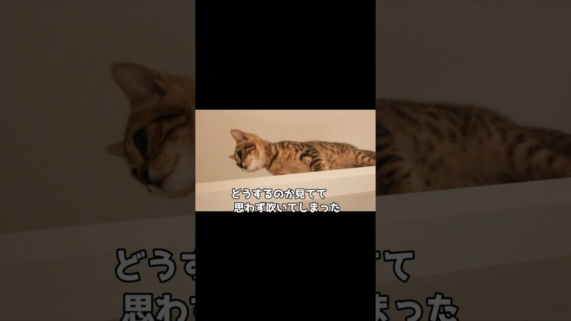 くりんの子猫時代(キャットウォーク渡りたい)  #cat #kitten #子猫のいる暮らし #子ネコ #子猫  #ベンガル猫 #ラガマフィン くりんの子猫時代(キャットウォーク渡りたい)  #cat #kitten #子猫のいる暮らし #子ネコ #子猫  #ベンガル猫 #ラガマフィン