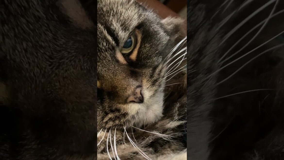 アメリカンカール#猫のいる暮らし #catvideos #ラナウェイズ#チェリーボム #music
