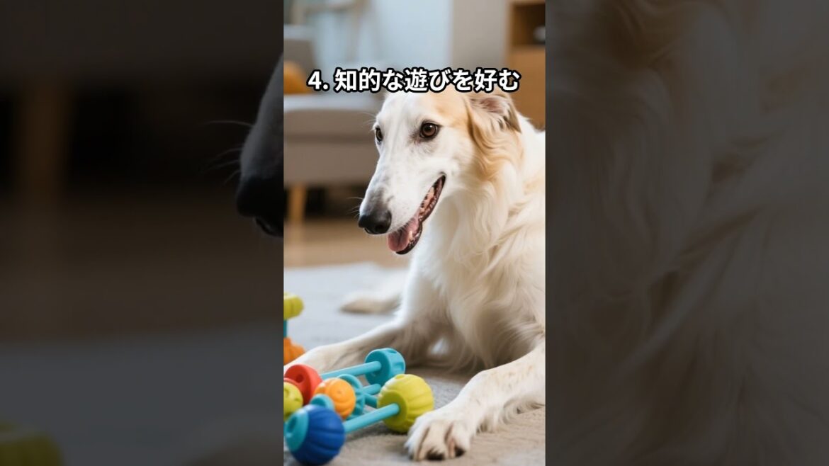 ボルゾイの面白い習慣５選　　 #ボルゾイ #犬のいる暮らし #動物動画 #雑学 #犬 #大型犬のいる生活