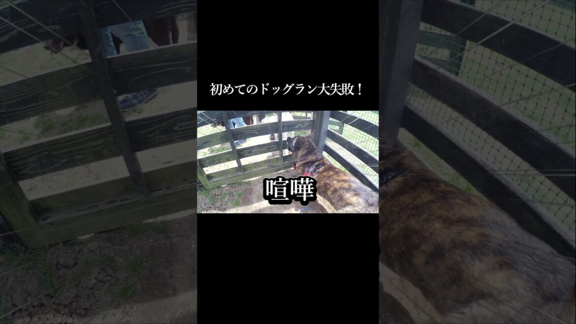 初めてのドッグランで大失敗！　#柴犬 #甲斐犬 #犬のいる生活