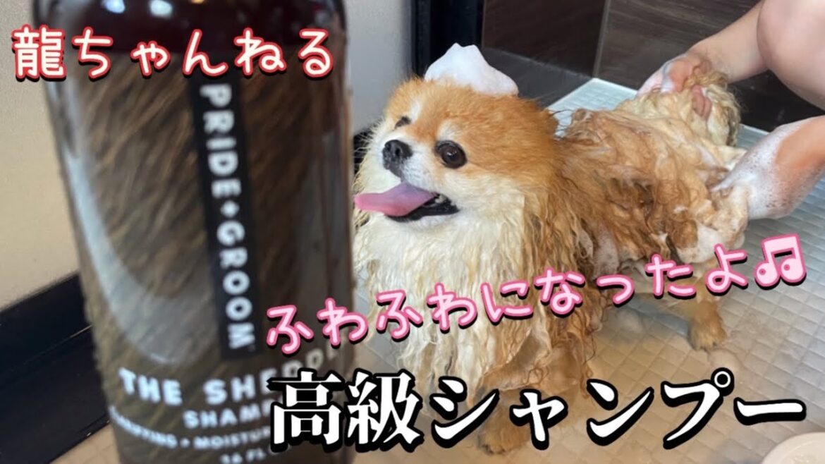 高級シャンプー🧴ふわふわでいい香りのポメラニアンになりました😍『ポメラニアンの龍ちゃんねる』Pomeranian